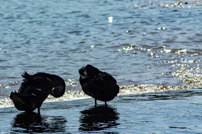 Birds on a sea