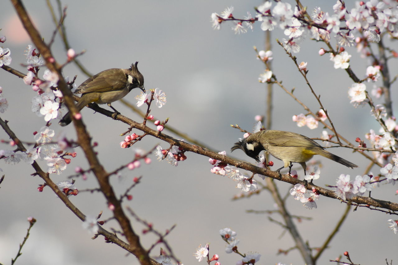 VIEW OF CHERRY BLOSSOMS