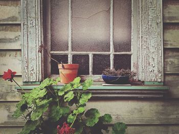 Potted plants on window sill