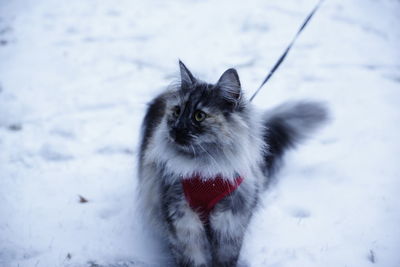 Cat looking away on snow field