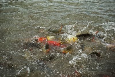 High angle view of fish swimming in sea