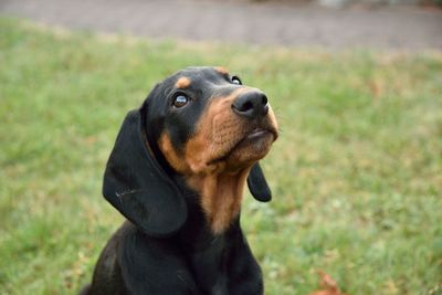 Close-up of dog looking away