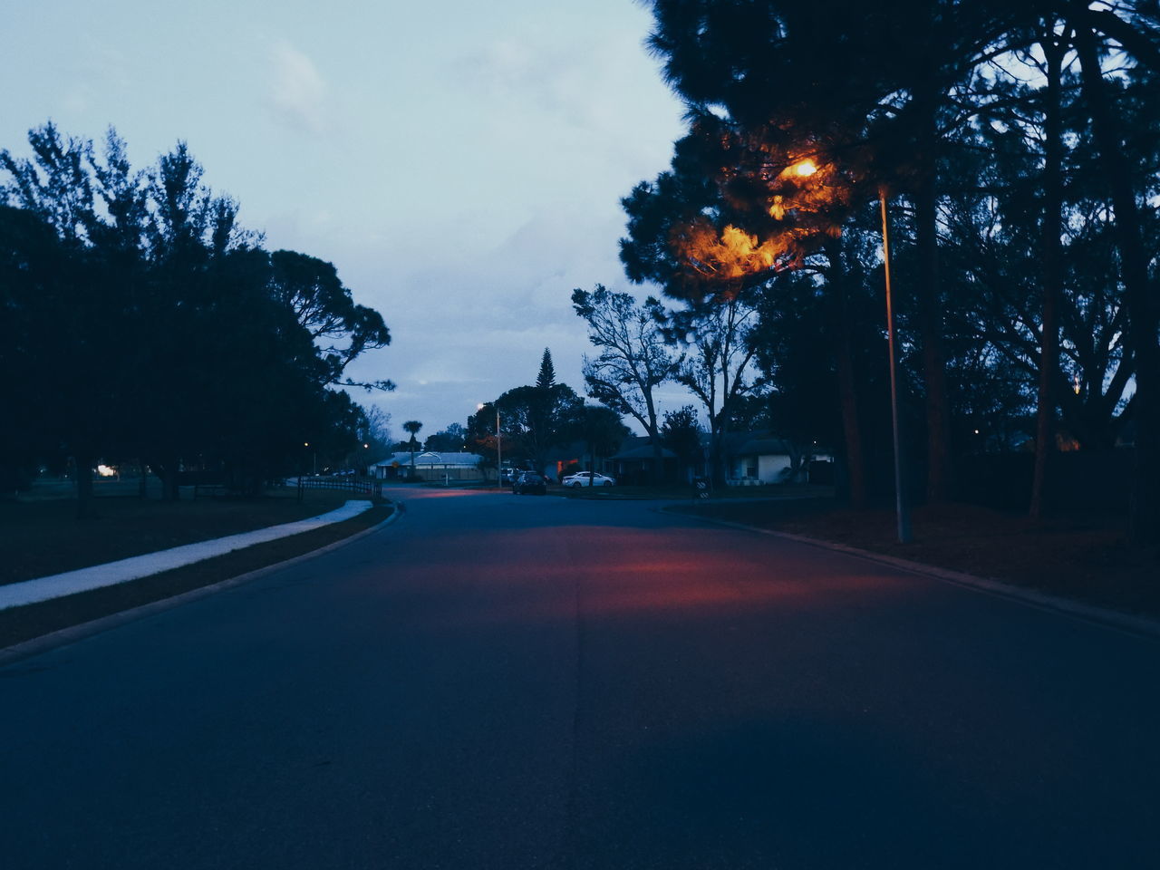 VIEW OF TREES ON ROAD