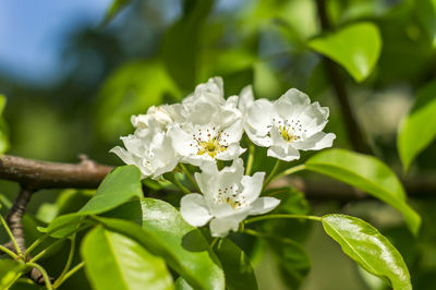Pear tree flowers closeup
