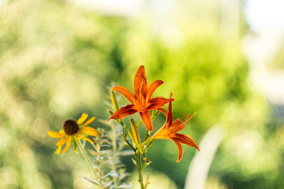 Close-up of orange flowering plant