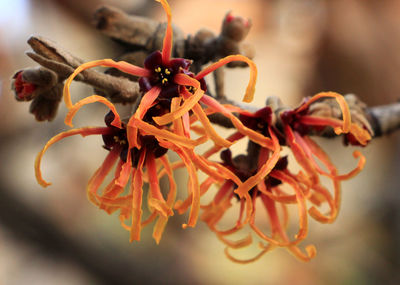 Close-up of wilted flower against blurred background