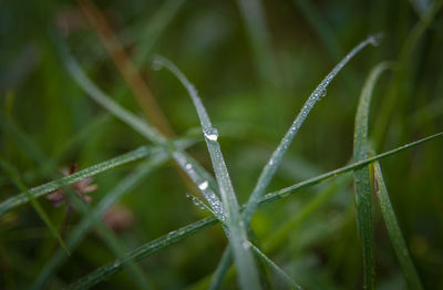 Close-up of wet grass during rainy season