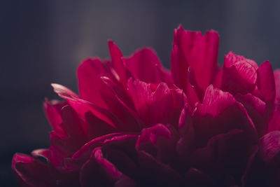 Close-up of pink flowers blooming outdoors