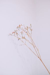 Close-up of flower against clear sky