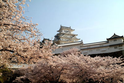 Low angle view of cherry blossom by building against clear sky