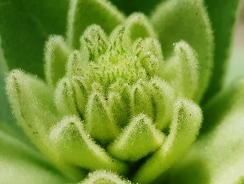 Close-up of succulent plant