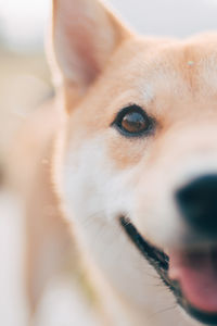 Close-up portrait of dog