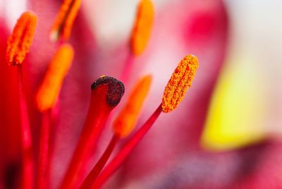 Close-up of red flower blooming outdoors