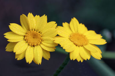 Close-up of yellow flowering plant