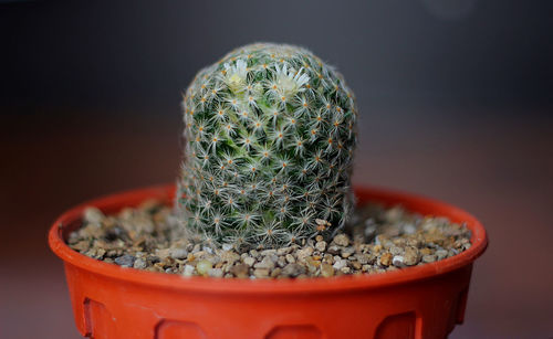 Close-up of succulent plant on table