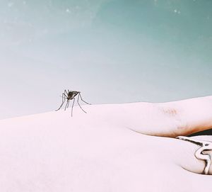 Low angle view of insect on hand