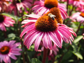 Close-up of bee pollinating on pink flower