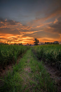 Scenic view of field against sky during sunset