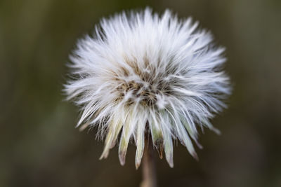 Close-up of dandelion flower