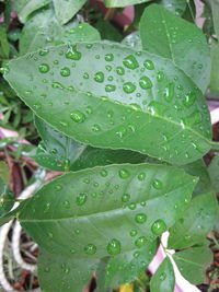 Close-up of raindrops on leaves