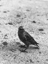 Close-up of a bird