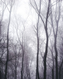 Low angle view of bare trees in forest during winter