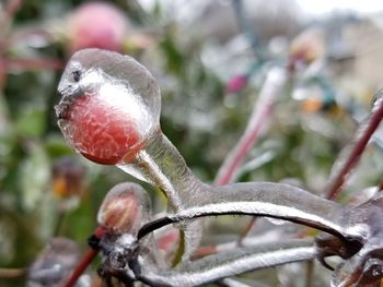 Close-up of snake on branch