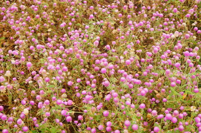 Close-up of purple flowering plants on field