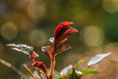 Close-up of red flowering plant