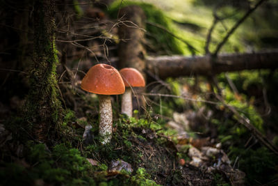 Close-up of mushroom growing on field