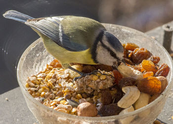 Close-up of bird eating food