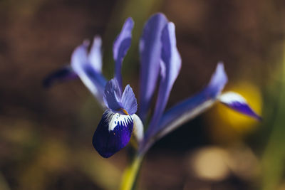 Close-up of purple crocus blooming outdoors