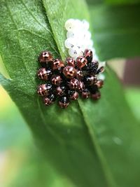 Close-up of spider on plant