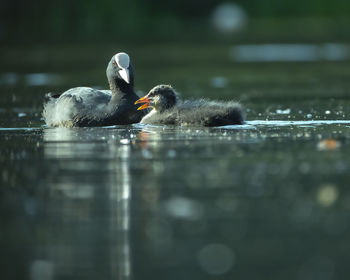 Duck swimming in a lake