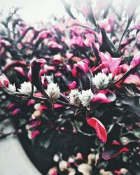 Close-up of pink flowers on tree