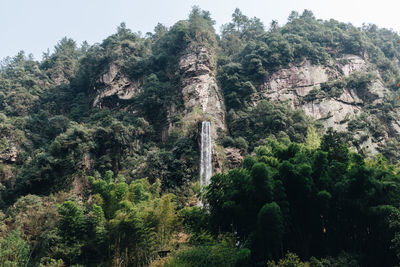 Low angle view of trees growing in forest