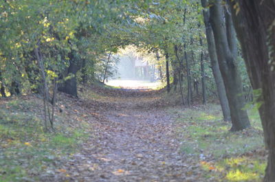 Trees in park