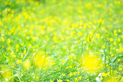 Yellow flowering plants on field