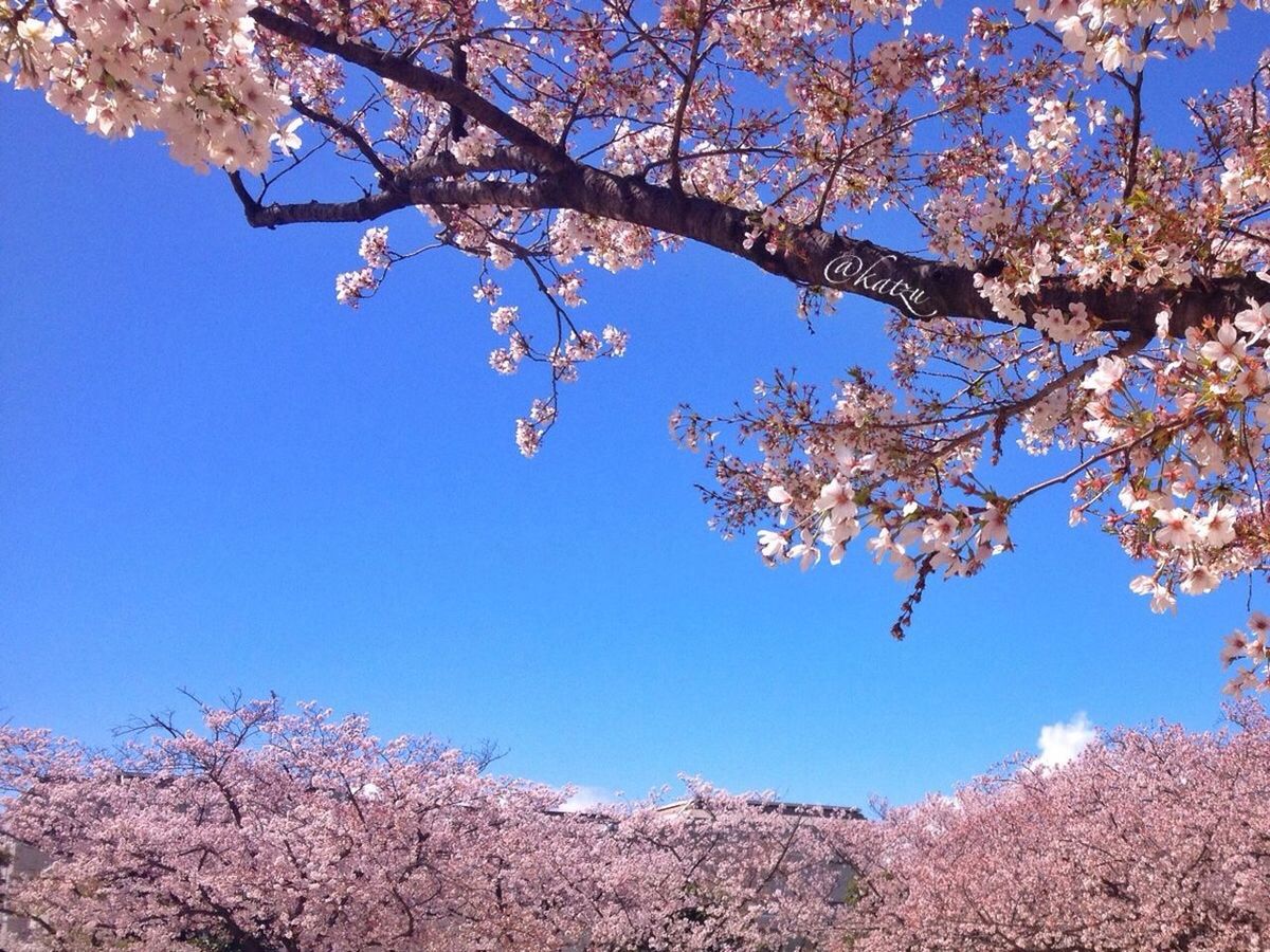 tree, flower, branch, clear sky, growth, freshness, cherry blossom, low angle view, beauty in nature, blossom, cherry tree, nature, fragility, blue, springtime, in bloom, blooming, pink color, day, fruit tree