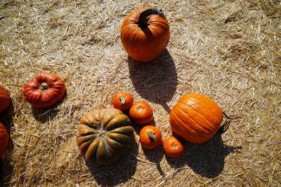 High angle view of pumpkins on field