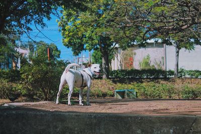 View of dog standing against plants