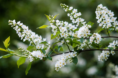 Close-up of white flowering plant