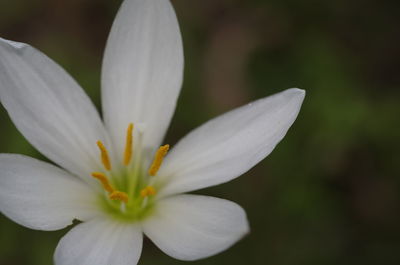 Close-up of white flower