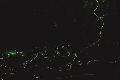 View of plants at night