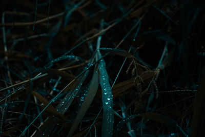 Close-up of water drops on grass