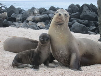 Sea lions on sandy beach