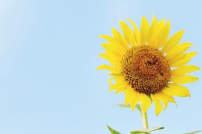Close-up of bee on sunflower
