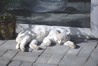 Cat relaxing on street