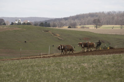 Horses in a field