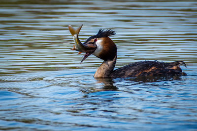 Duck swimming in lake